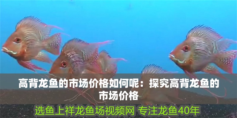 高背龍魚的市場(chǎng)價(jià)格如何呢：探究高背龍魚的市場(chǎng)價(jià)格