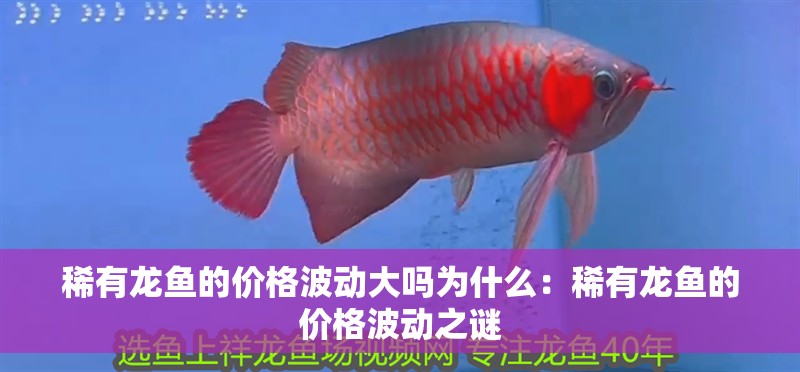 魚缸造景先放沙還是先放水(魚缸造景先鋪沙還是先放石頭) 稀有龍魚的價(jià)格波動(dòng)大嗎為什么:稀有龍魚的價(jià)格波動(dòng)之謎 水族問(wèn)答 稀有龍魚的價(jià)格波動(dòng)大嗎為什么:稀有龍魚的價(jià)格波動(dòng)之謎 稀有龍魚的價(jià)格波動(dòng)大嗎為什么:稀有龍魚的價(jià)格波動(dòng)之謎 水族問(wèn)答