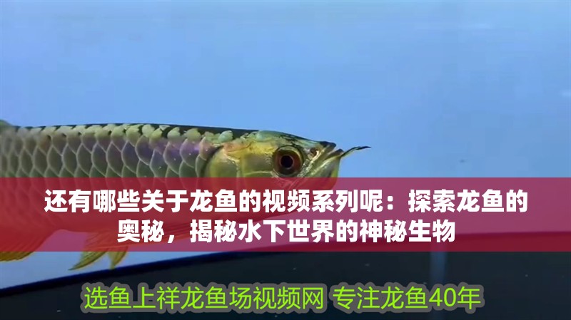 還有哪些關于龍魚的視頻系列呢：探索龍魚的奧秘，揭秘水下世界的神秘生物