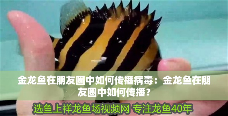 金龍魚在朋友圈中如何傳播病毒：金龍魚在朋友圈中如何傳播？ 金龍魚在朋友圈中如何傳播病毒：金龍魚在朋友圈中如何傳播？ 水族問答