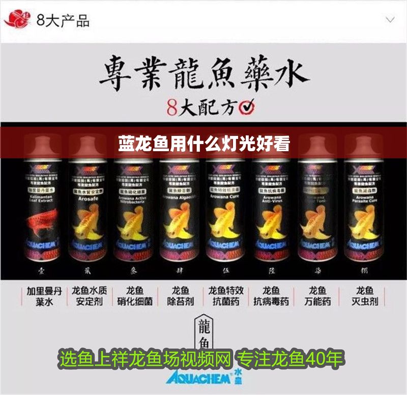 藍龍魚用什么燈光好看