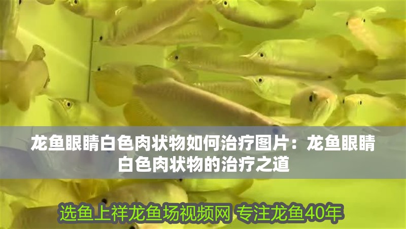 龍魚眼睛白色肉狀物如何治療圖片：龍魚眼睛白色肉狀物的治療之道