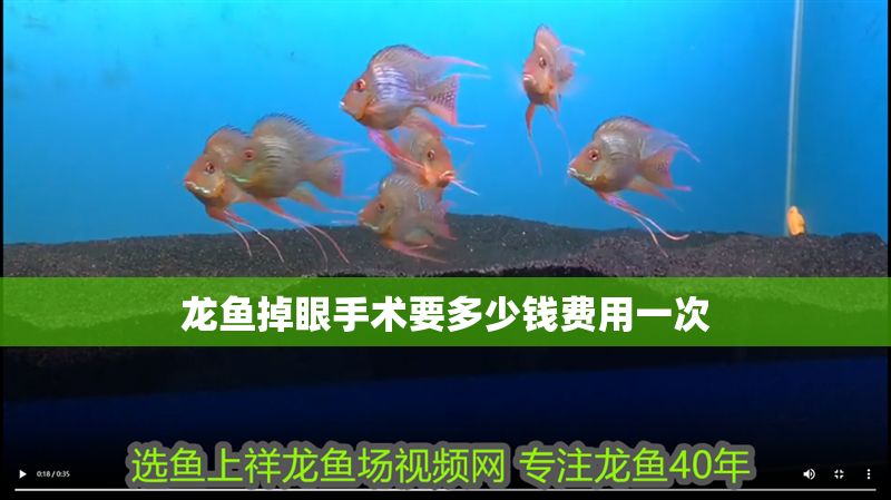 龍魚掉眼手術要多少錢費用一次