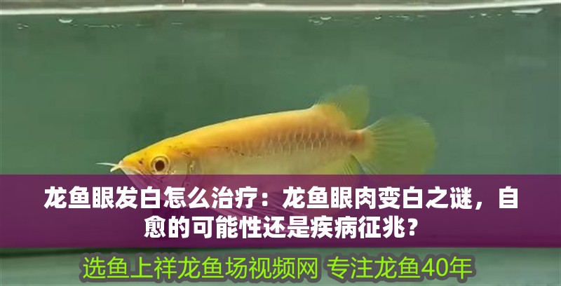 龍魚眼發白怎么治療：龍魚眼肉變白之謎，自愈的可能性還是疾病征兆？