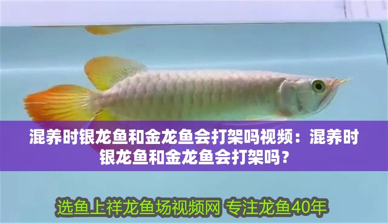 混養時銀龍魚和金龍魚會打架嗎視頻：混養時銀龍魚和金龍魚會打架嗎？