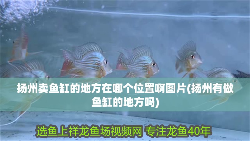 揚州賣魚缸的地方在哪個位置啊圖片(揚州有做魚缸的地方嗎)