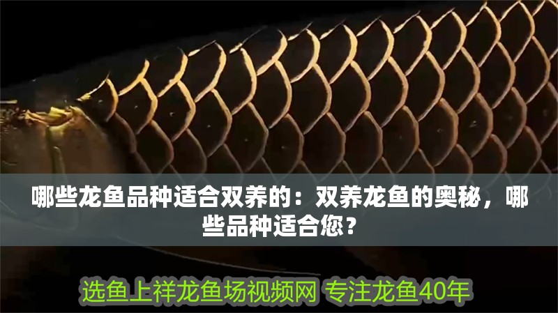 哪些龍魚品種適合雙養的：雙養龍魚的奧秘，哪些品種適合您？ 哪些龍魚品種適合雙養的：雙養龍魚的奧秘，哪些品種適合您？ 水族問答