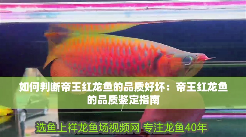 如何判斷帝王紅龍魚的品質好壞：帝王紅龍魚的品質鑒定指南 如何判斷帝王紅龍魚的品質好壞：帝王紅龍魚的品質鑒定指南 水族問答