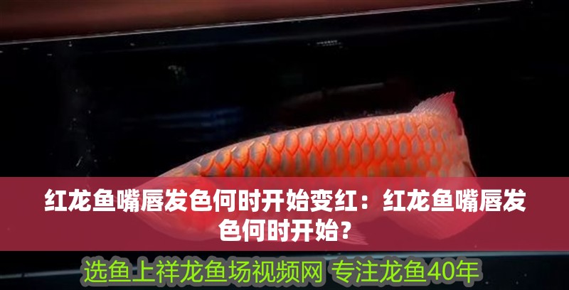 紅龍魚嘴唇發色何時開始變紅：紅龍魚嘴唇發色何時開始？