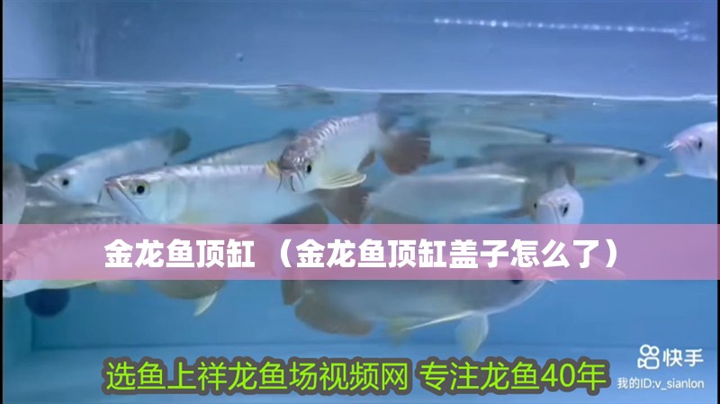 金龍魚頂缸 （金龍魚頂缸蓋子怎么了）