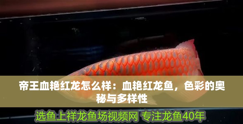帝王血艷紅龍怎么樣：血艷紅龍魚，色彩的奧秘與多樣性 帝王血艷紅龍怎么樣：血艷紅龍魚，色彩的奧秘與多樣性 水族問答