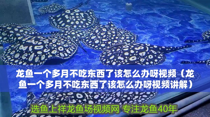 龍魚一個多月不吃東西了該怎么辦呀視頻（龍魚一個多月不吃東西了該怎么辦呀視頻講解）