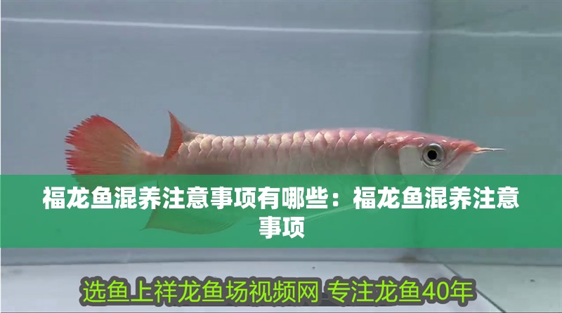 福龍魚混養注意事項有哪些：福龍魚混養注意事項