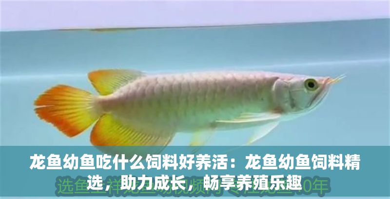 龍魚幼魚吃什么飼料好養(yǎng)活：龍魚幼魚飼料精選，助力成長，暢享養(yǎng)殖樂趣