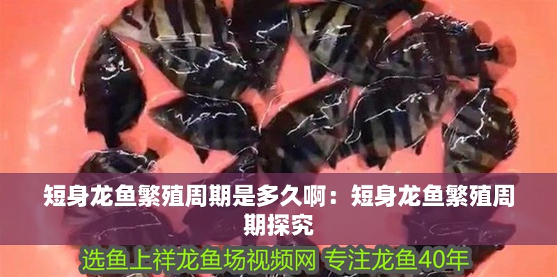 短身龍魚繁殖周期是多久?。憾躺睚堲~繁殖周期探究