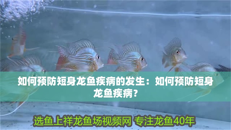 如何預防短身龍魚疾病的發(fā)生：如何預防短身龍魚疾病？
