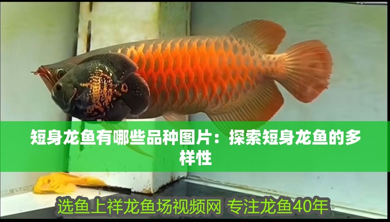 短身龍魚有哪些品種圖片：探索短身龍魚的多樣性