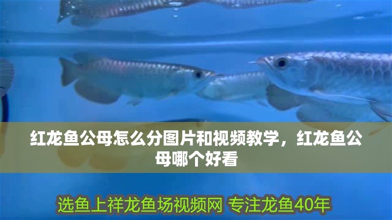 紅龍魚公母怎么分圖片和視頻教學，紅龍魚公母哪個好看
