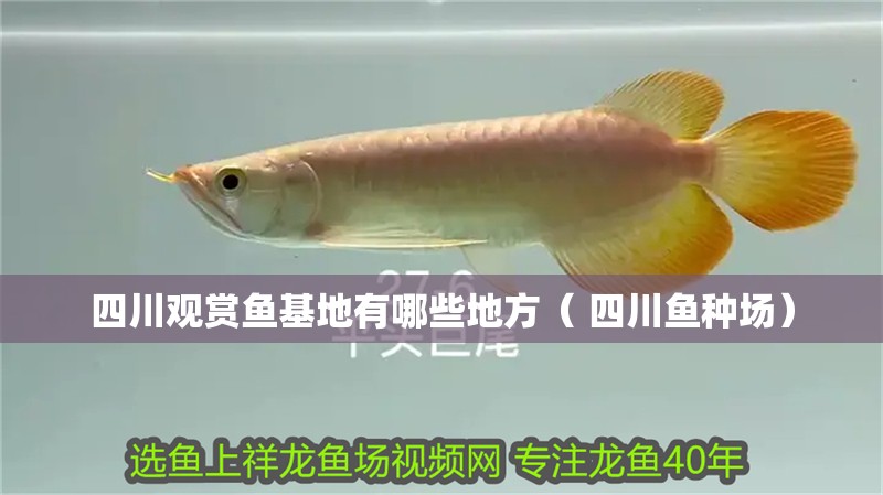 四川觀賞魚基地有哪些地方（ 四川魚種場） 四川觀賞魚基地有哪些地方（ 四川魚種場） 觀賞魚百科