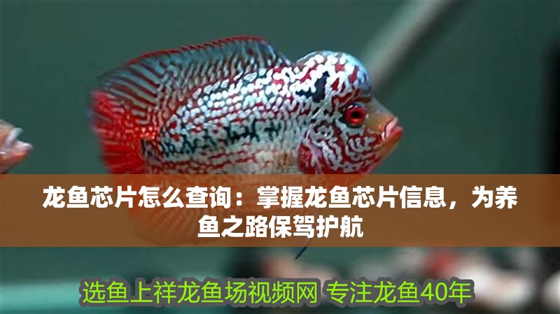 龍魚芯片怎么查詢：掌握龍魚芯片信息，為養魚之路保駕護航
