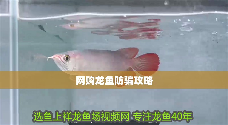 網購龍魚防騙攻略