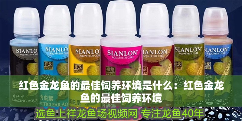 紅色金龍魚的最佳飼養(yǎng)環(huán)境是什么：紅色金龍魚的最佳飼養(yǎng)環(huán)境