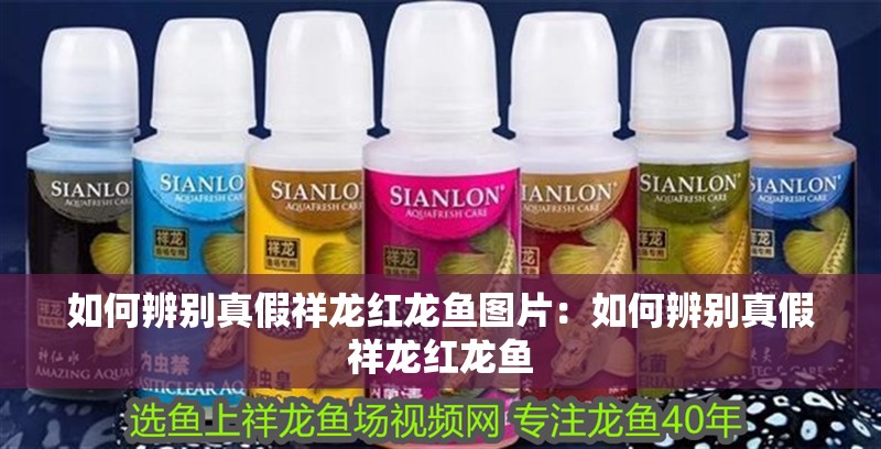 如何辨別真假祥龍紅龍魚圖片：如何辨別真假祥龍紅龍魚