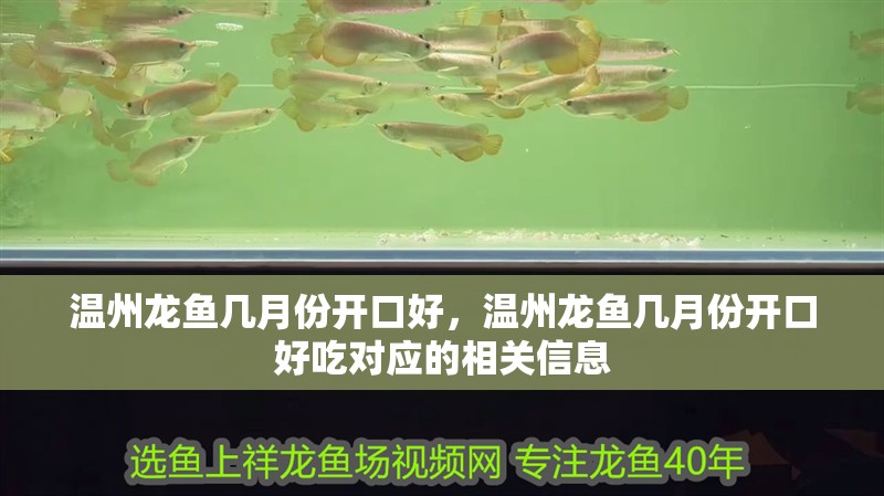 溫州龍魚幾月份開口好，溫州龍魚幾月份開口好吃對應的相關信息