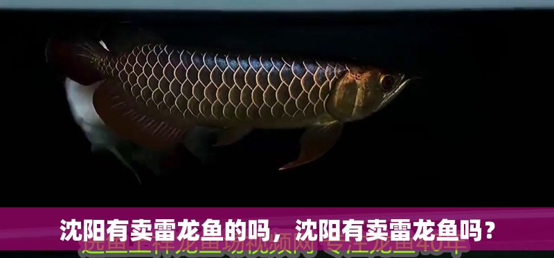沈陽(yáng)有賣(mài)雷龍魚(yú)的嗎，沈陽(yáng)有賣(mài)雷龍魚(yú)嗎？