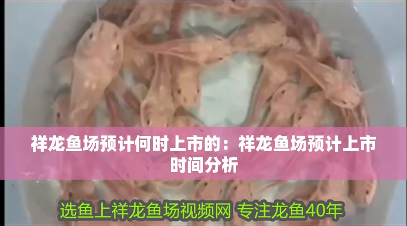 祥龍魚場預計何時上市的：祥龍魚場預計上市時間分析 祥龍魚場預計何時上市的：祥龍魚場預計上市時間分析 水族問答