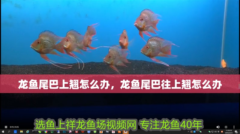 龍魚尾巴上翹怎么辦，龍魚尾巴往上翹怎么辦