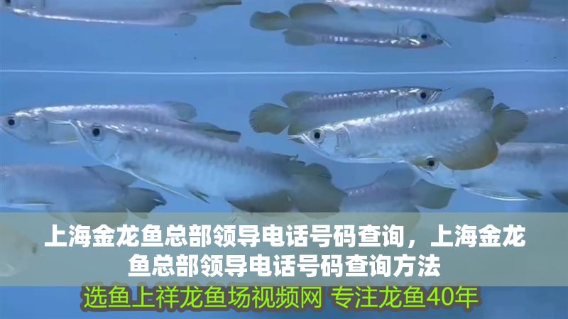 上海金龍魚總部領導電話號碼查詢，上海金龍魚總部領導電話號碼查詢方法