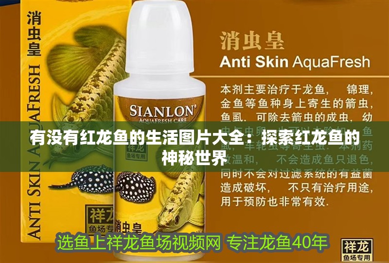 有沒有紅龍魚的生活圖片大全：探索紅龍魚的神秘世界