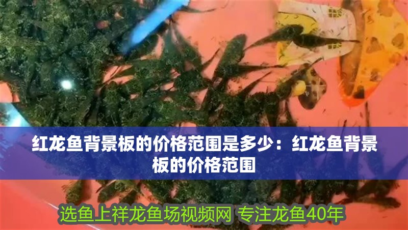 紅龍魚背景板的價格范圍是多少：紅龍魚背景板的價格范圍