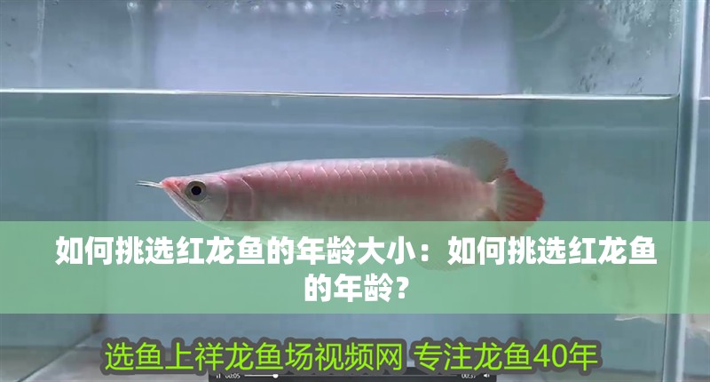 如何挑選紅龍魚的年齡大小：如何挑選紅龍魚的年齡？