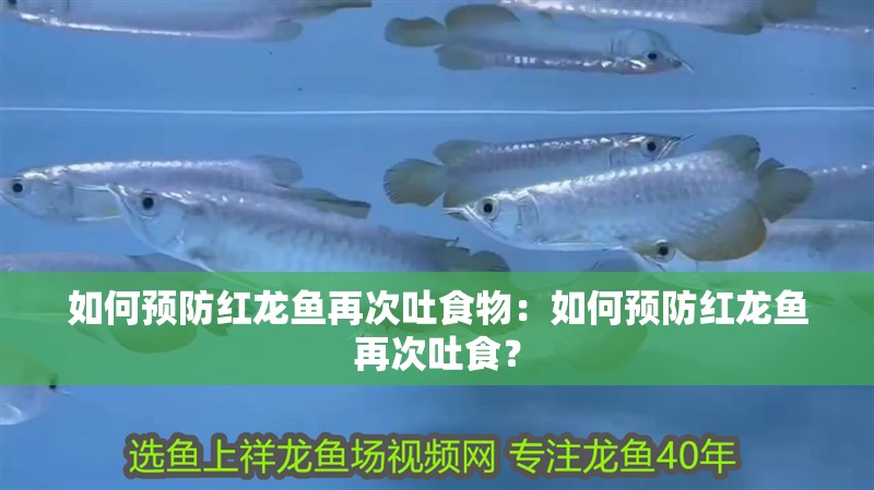 如何預防紅龍魚再次吐食物：如何預防紅龍魚再次吐食？