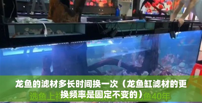 龍魚的濾材多長時(shí)間換一次（龍魚缸濾材的更換頻率是固定不變的）