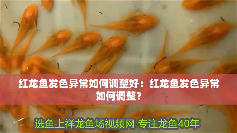 紅龍魚發色異常如何調整好：紅龍魚發色異常如何調整？