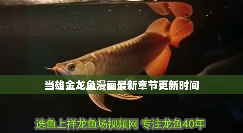 當雄金龍魚漫畫最新章節更新時間