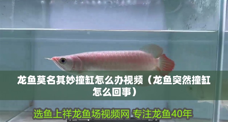 龍魚莫名其妙撞缸怎么辦視頻（龍魚突然撞缸怎么回事）