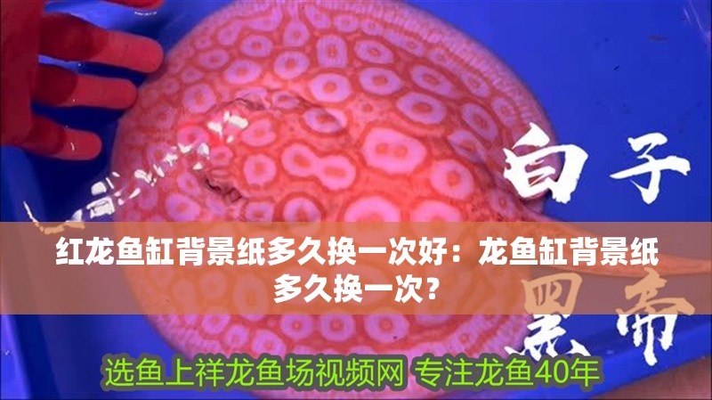 紅龍魚缸背景紙多久換一次好：龍魚缸背景紙多久換一次？