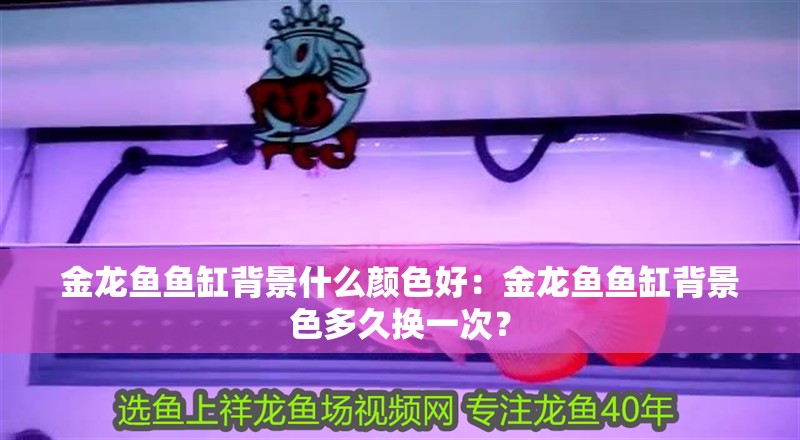 金龍魚魚缸背景什么顏色好：金龍魚魚缸背景色多久換一次？