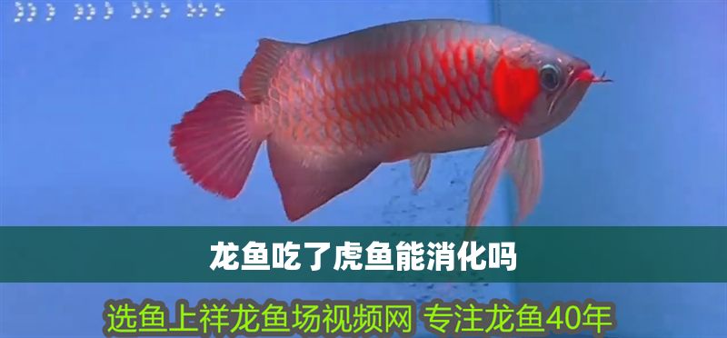 龍魚吃了虎魚能消化嗎