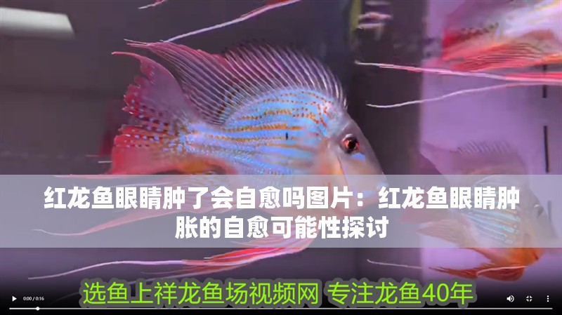 魚缸造景先放沙還是先放水(魚缸造景先鋪沙還是先放石頭) 紅龍魚眼睛腫了會自愈嗎圖片:紅龍魚眼睛腫脹的自愈可能性探討 水族問答 紅龍魚眼睛腫了會自愈嗎圖片:紅龍魚眼睛腫脹的自愈可能性探討 紅龍魚眼睛腫了會自愈嗎圖片:紅龍魚眼睛腫脹的自愈可能性探討 水族問答