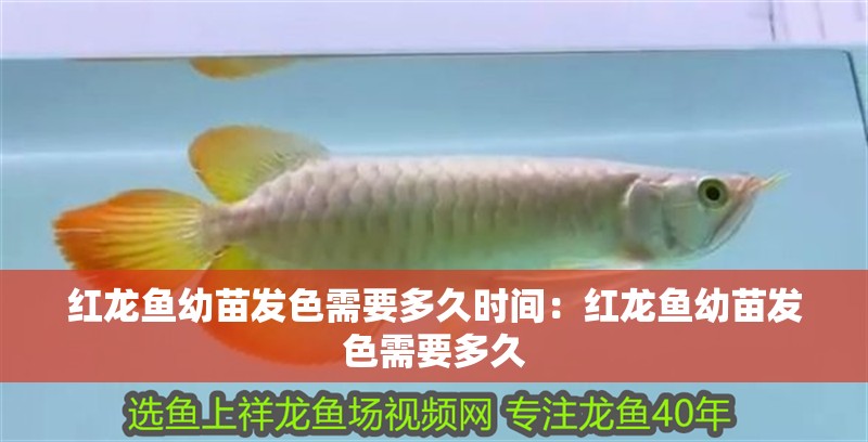 紅龍魚幼苗發色需要多久時間：紅龍魚幼苗發色需要多久 紅龍魚幼苗發色需要多久時間：紅龍魚幼苗發色需要多久 水族問答