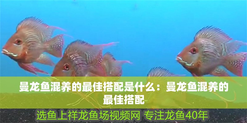 曼龍魚混養的最佳搭配是什么：曼龍魚混養的最佳搭配