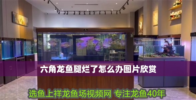 六角龍魚腿爛了怎么辦圖片欣賞