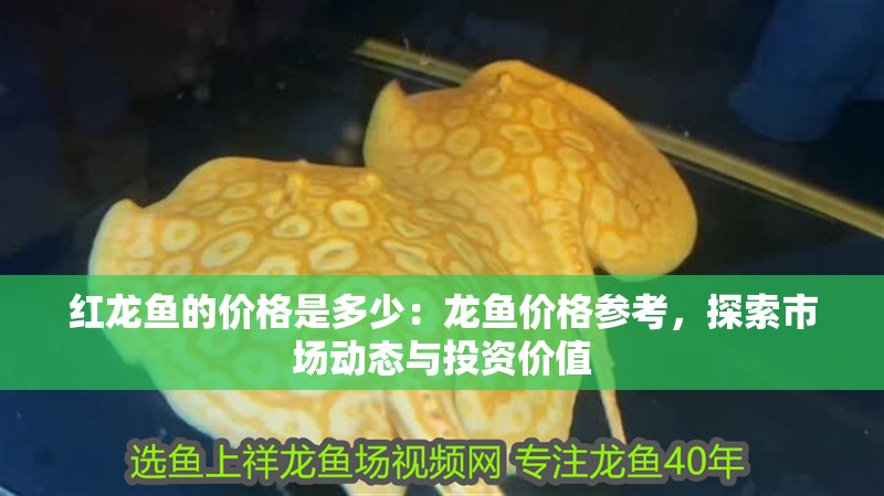 紅龍魚(yú)的價(jià)格是多少：龍魚(yú)價(jià)格參考，探索市場(chǎng)動(dòng)態(tài)與投資價(jià)值