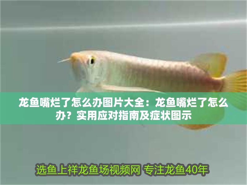 龍魚嘴爛了怎么辦圖片大全：龍魚嘴爛了怎么辦？實用應對指南及癥狀圖示