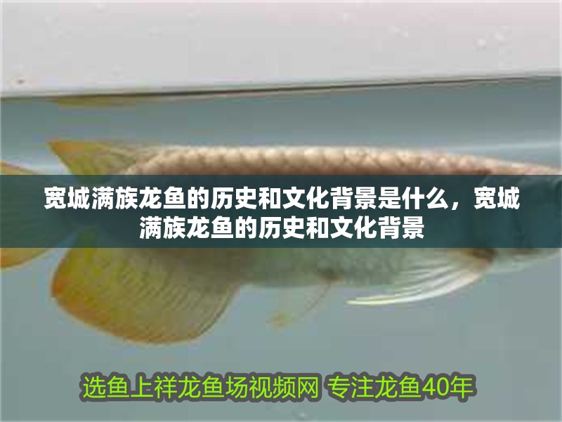 寬城滿族龍魚的歷史和文化背景是什么，寬城滿族龍魚的歷史和文化背景